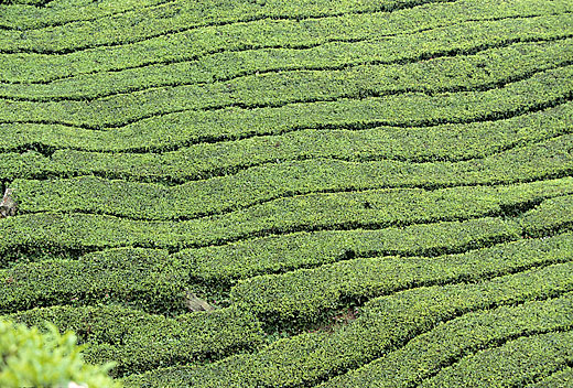 Asian Tea Fields