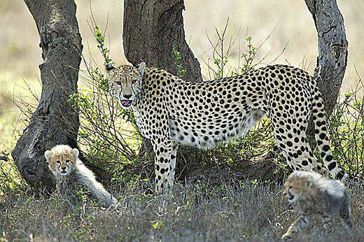 Mother Cheetah and Cubs